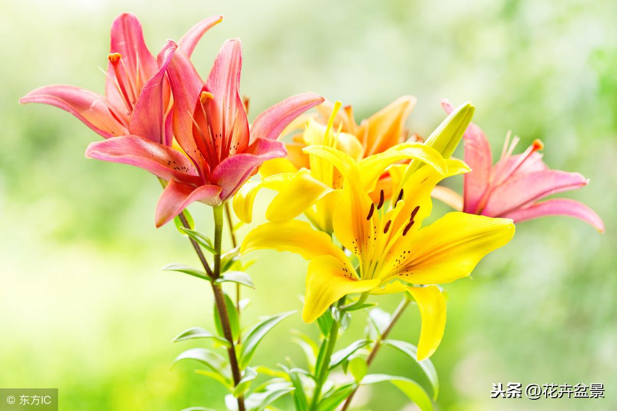 白百合的花語，純潔、高雅的象征，白百合，純潔高雅的象征