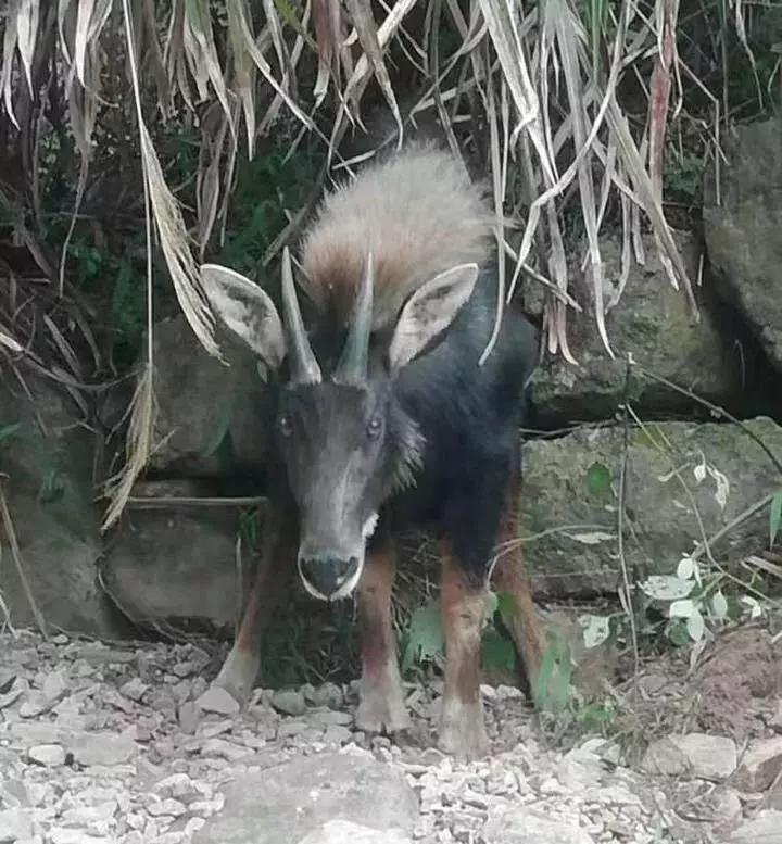 澳門四不像正版四不像網(wǎng)，探索真實與虛幻的交匯點，澳門四不像正版探索，真實與虛幻的交匯點