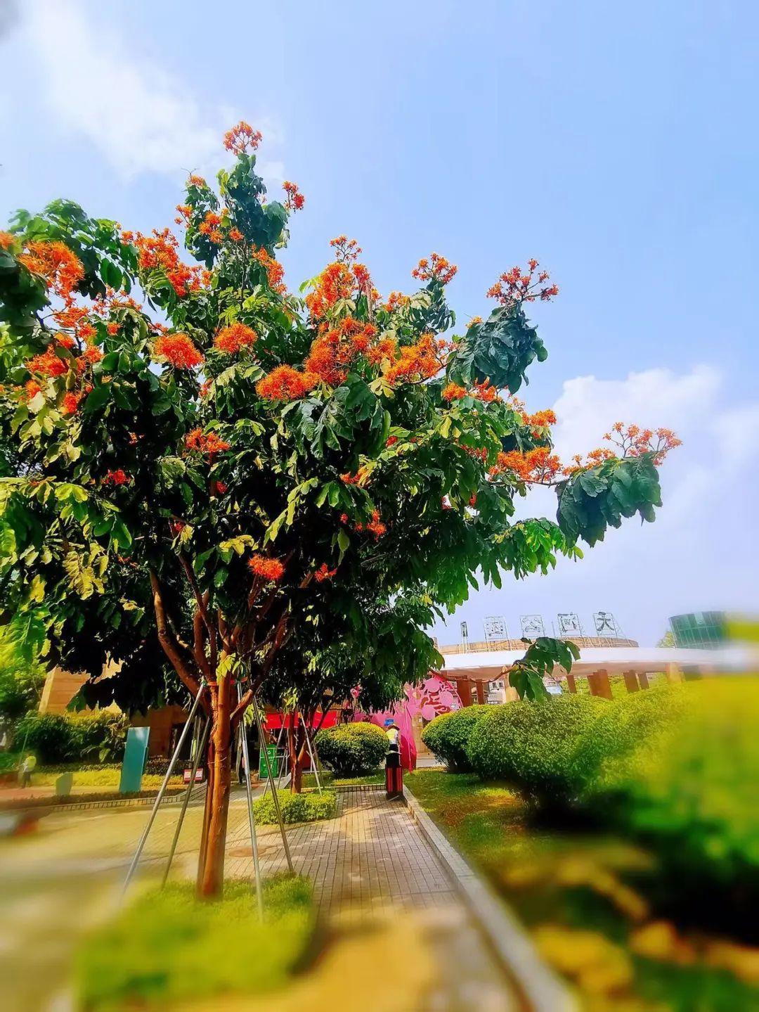 無憂花開泰國電視劇國語版全集，深度解析與精彩回顧，無憂花開泰國電視劇國語版全集，深度解析與精彩瞬間回顧