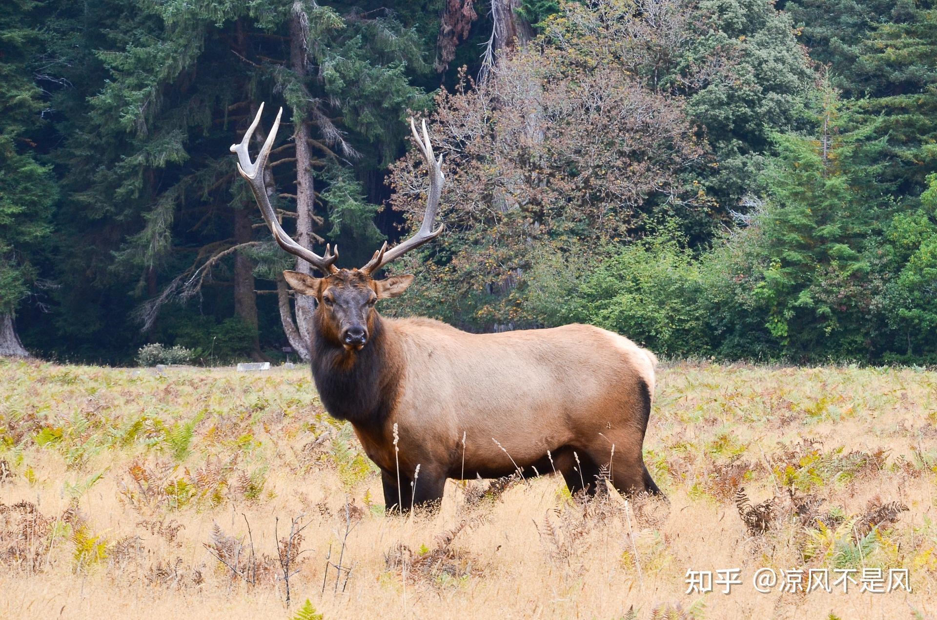劉伯溫四不像動物一肖圖，神秘預言與解讀，劉伯溫四不像動物一肖圖，神秘預言揭秘與解讀